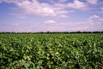 Fototapeta na wymiar field planted with soybeans in Cordoba Argentina