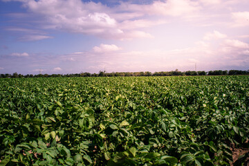 Fototapeta na wymiar field planted with soybeans in Cordoba Argentina
