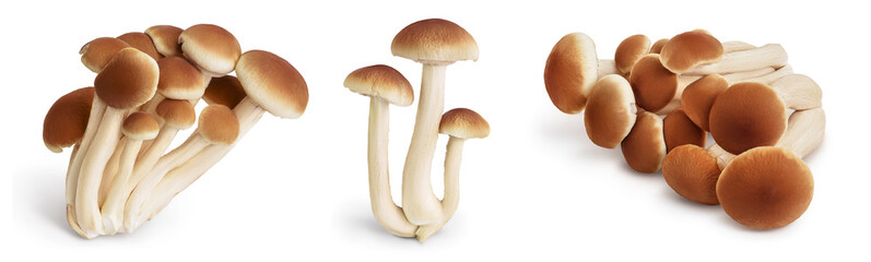 honey fungus mushrooms isolated on white background with clipping path and full depth of field. Set or collection - obrazy, fototapety, plakaty