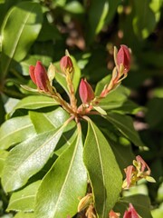 Obraz premium red flower buds in spring