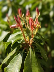 red flower buds in spring