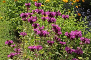 Tall stems of wildflowers with small, beautiful pastel flowers grow among the shrubbery