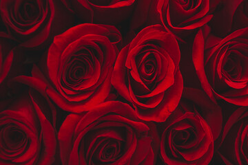 Rosas Rojas