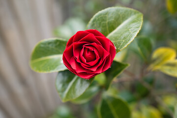 Single red Camellia flower  and green foliage, with a soft focus fence in the background