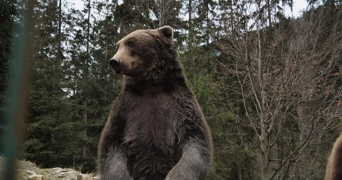 Close-up Portrait of Carpathian Brown Bear in Wild Nature. Dangerous Power fool Animals in Forest, Wildlife of Bears, Flora, and Fauna, living in wild free Habitat. Nature. Landscape. Wood.