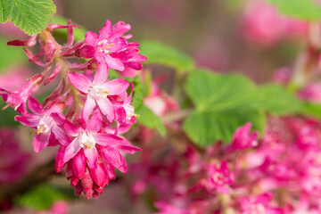Close up of flowers on a red flowering currant (ribes sanguineum) shrub