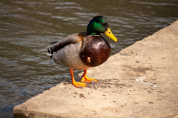 drake near the water