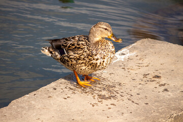 duck near the water