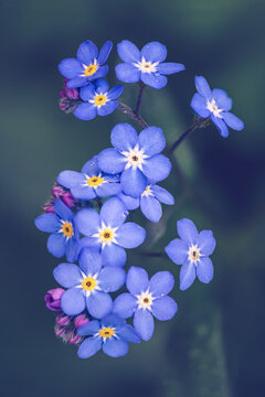 Forget-me-not flowers / Myosotis alpestris