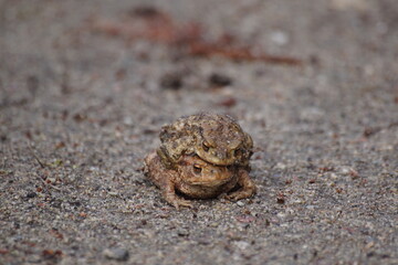 Ropuchy , gody ropuch ,samiec i samica ,rozmnażanie