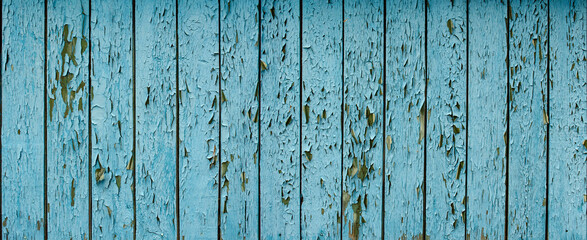 Fototapeta na wymiar Blue flaky paint on a old weathered wooden fence. Vintage wood background. Peeling paint flakes. Old weathered wooden plank painted in blue color.