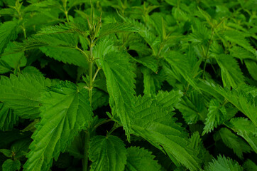 Plant nettle. Nettle with fluffy green leaves. Background Plant nettle grows in the ground. Nettle on natural background.