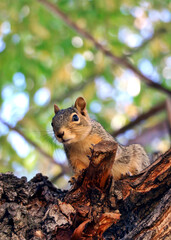 Naklejka na ściany i meble Inquisitive squirrel in a tree