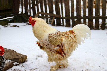 A large white rooster stands in the snow on a sunny day.