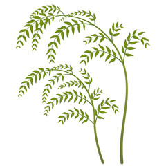 Bent branch with green leaves. The Drooping shape of the branches. Hand Drawn.