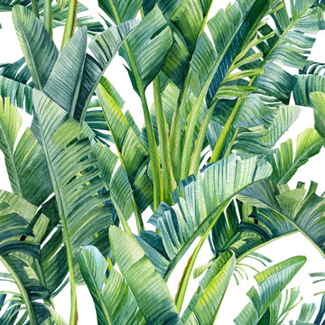 Tropical leaves of banana palm, strelitzia on an isolated background. Watercolor illustration, seamless pattern