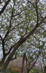 trees in the park