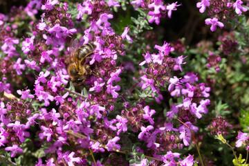 Macrophotography, Bee on a flower of thyme (thymus leucotrichus) on a sunny day.