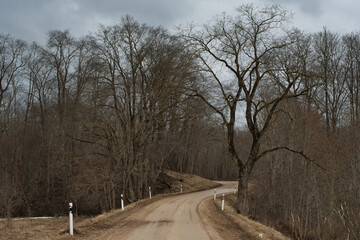 In the landscape, a winding dirt road on a cloudy rainy day passes through a spring deciduous forest, which has not yet had time to be covered with foliage.