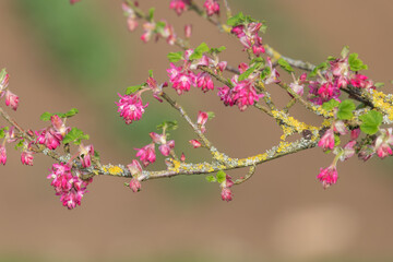 Close up of flowers on a red flowering currant (ribes sanguineum) shrub