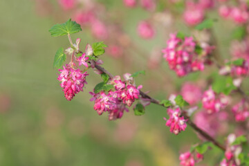 Close up of flowers on a red flowering currant (ribes sanguineum) shrub