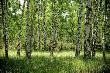 Obraz premium Birkenmärchenwald