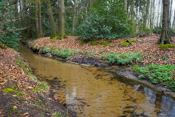 Rodenbach im Holter Wald, Liemke, Schloß Holte-Stukenbrock, Kreis Gütersloh, Ostwestfalen-Lippe	