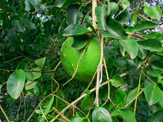 green leaves on a tree
