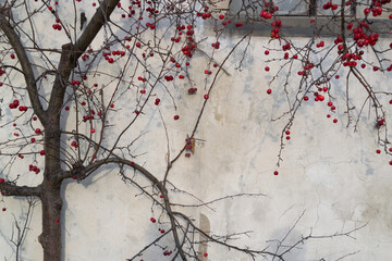 Apple tree with small red apples without leaves on the background of a beige wall. Paradise apples.Free space 