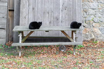 Two black cats on the street on the table and a gray cat under the bench. cute pets