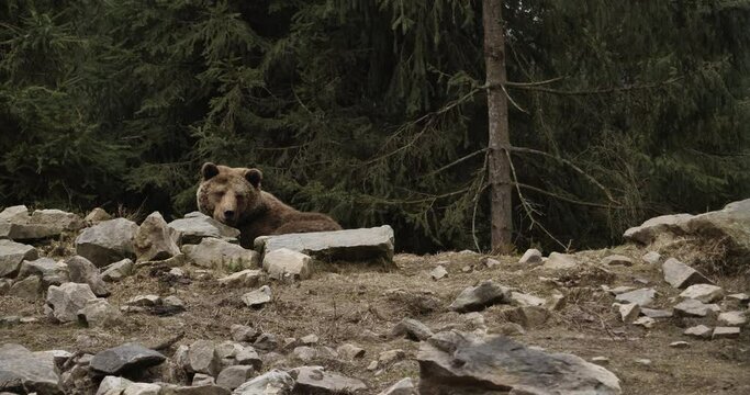 Cute Carpathian grizzly sitting on cliff top in the woods. Funny animal brown bear with tongue out roaring waiting food at sunset.