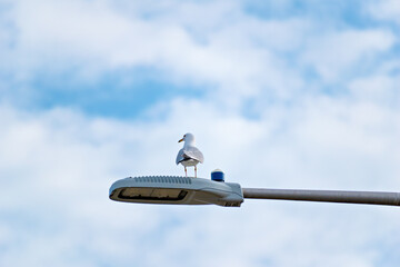 Seagulls flying landing sitting in a park