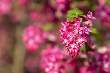 Close up of flowers on a red flowering currant (ribes sanguineum) shrub