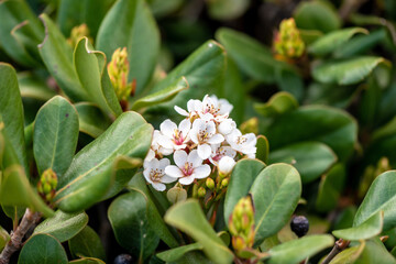 Small white flower shrub blooms in the lush garden of Kfar Saba, Israel. Selective focus.