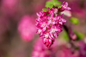 Close up of flowers on a red flowering currant (ribes sanguineum) shrub