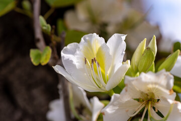 White Bauhinia Variegata blooms on a spring morning in the Kfar Saba park in Israel. Selective focus. 