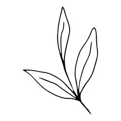 vector branch with leaves black and white. Minimalistic botanical illustration, hand drawing