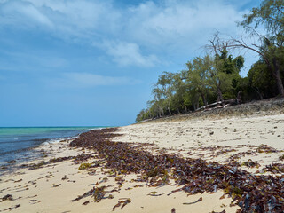 View to the coastline with seaweed on the sand on the beach. Selective focus. Zanzibar, Prison Island.