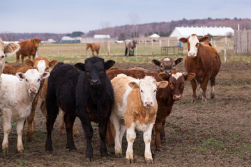 Selective focus view of large black Angus calf standing staring with smaller calves in different breeds in soft focus background, St-Augustin-de-Desmaures, Quebec, Canada