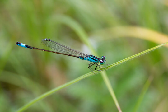 Male of blue-tailed damselfly (Ischnura elegans) sitting on the plant in a sunny day near the Rauchwart lake. Burgenland, Austria.