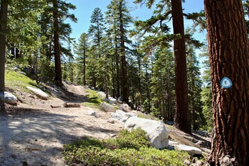 Tahoe Rim Trail marker on a tree. Blue and white Tahoe Rim Trail logo with a map of Lake Tahoe and...