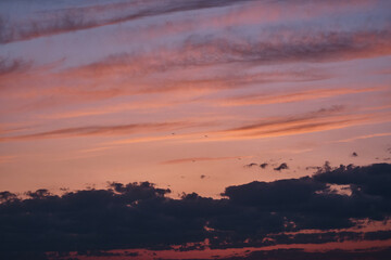 Fototapeta na wymiar Birds in the sunset sky