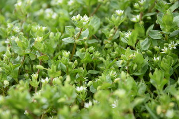 Stellaria media, chickweed blooming on spring