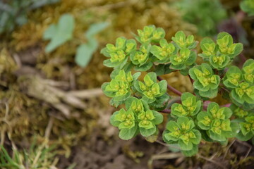Cypress spurge wild flower on spring