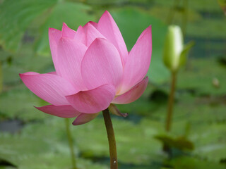 Indian lotus (Nelumbo nucifera) with blurred background of the pond
