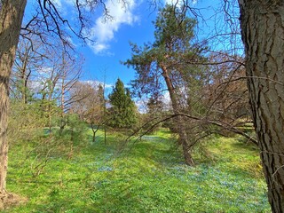 Glade with flowers alpine squill in spring forest. Green grass meadow with wildflowers Scilla bifolia plants in sunny day. Idyllic natural park landscape. Romantic springtime.