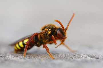 Closeup of a colorful Lathbury's nomad bee, Nomada lathburiana a cucko bee or nest parasite of the grey-backed mining bee , Andrena vaga