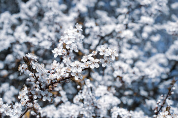 Spring. White blossoming trees on a dark background	