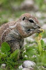 Naklejka na ściany i meble Closeup portrait of Cape Ground Squirrel (Xerus inauris) feeding Etosha National Park Namibia