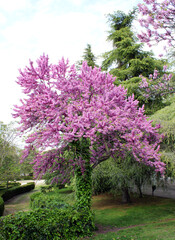 Cercis siliquastrumwith ivy covered trunk
